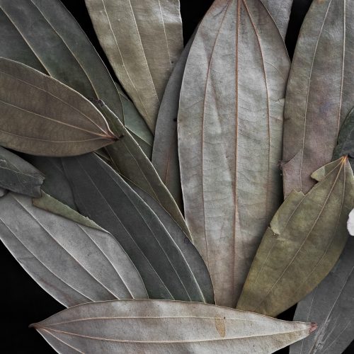 Bay Leaves